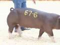 STC 2007 Champion Poland Gilt Drive