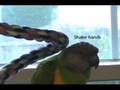 Senegal Parrot Talking (with Subtitles)