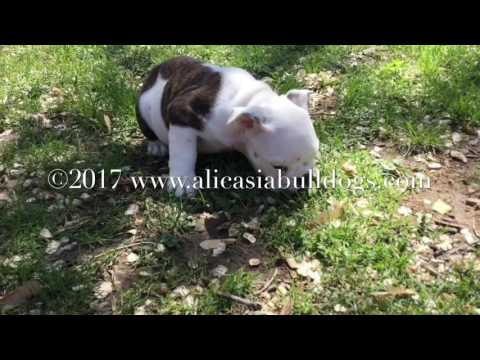 Cosmo - Red Brindle & White male English Bulldog puppy