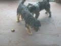 perros gays