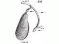 How Your Body Works 3 Gallbladder & Bile Problems