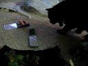 videos de Buttons (my cat) attacking my speaker phone