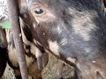 Famous Goat Forms & Live Stock