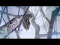 L. Bisquit & Eva - Adam in Eva - bonus video