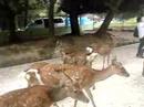 City of Deer, Nara, Japan