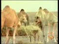 ????? ? ????? ??????? ? ?????? ??? ??????? camels and human
