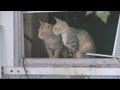EC looks to make animal abuse registry - YouTube