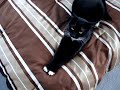 Meowing Cat