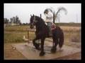 SEMENTALES ANDALUZES DE RANCHO RIOS