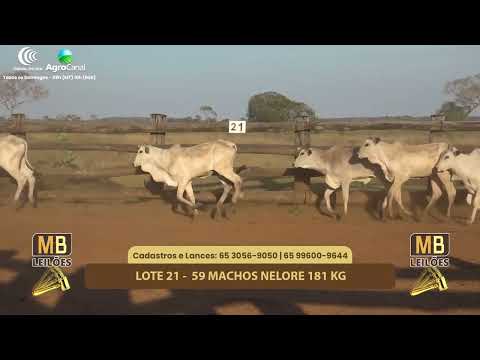 508� LEIL�O VIRTUAL MB LEIL�ES