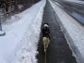 urban mushing