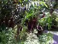 PORWANERZ Orchidarium wala lng! PORWANERZ Orchidarium wala lng!