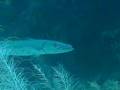 Introduction to a Baracuda 5 feet away