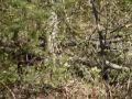 vtt atv vtt atv