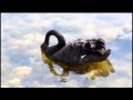 La petite famille de cygnes noirs - Ars-en-Ré - Ile de Ré - 17