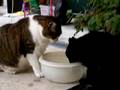 clip video Hugues Le Bars Chat dans l'eau