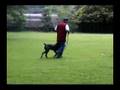 Boerboel video