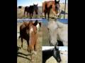 Horse Pictures-The Best