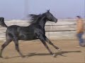 black Arabian stallion: RB Cavalier- part 1 black Arabian stallion: RB Cavalier- part 1