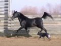 black Arabian stallion: RB Cavalier- part 1