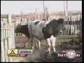 Azgın boğa ( www.cilginim.com )