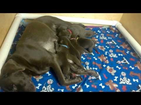 AKC Chocolate Labrador Puppies Day 16