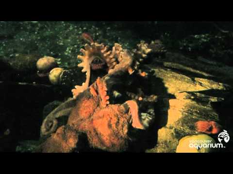 Octopus Sex! (aka,