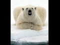 This Bear Has Something to Say  Version II