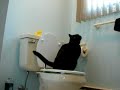 My Cat Pooping on the Toilet