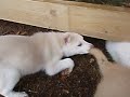 Puppies 7 weeks old