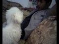 Snowy the Attack DOG