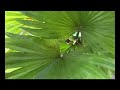Logaholme Nursery Palms