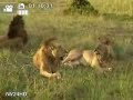 Lions et gazelle qui chantent
