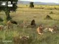 videos de Lions et gazelle qui chantent