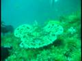 Una Rana Pescatrice ad Otranto