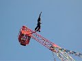 bungee jump \ bungee jump \