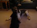 Bracken the Brittany and Otto the Miniature Schnauzer