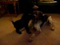 Bracken the Brittany and Otto the Miniature Schnauzer