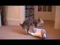 My Hardcore Humping Dog GONE WILD