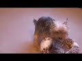 My Hardcore Humping Dog GONE WILD My Hardcore Humping Dog GONE WILD