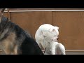 chicago canine