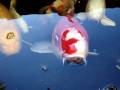 Koi Fish