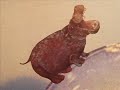 as you may notice by watchin�this, my favourite german label is philips and favourite year is 1971 when it comes to heavy progressive krautrock, as always many great bands didnt find space here. blackwater park, armageddon, message, tiger b smith, kin ping meh, asterix and gift, fell just outside this list.