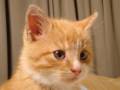 videos de littleChristmas.wmv