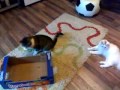 funny cats - doua pisici nebune - pisica si clopotica 1