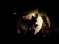 videos de Baleal - Leven wreck night dive (17Nov2007) 3/4