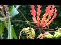 Gloriosa Lilly