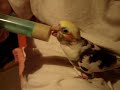 KORELA.......více na http://www.rucnedokrmenipapousci.wbs.czKakadu cockatoo žako kongo Congo amazoňan amazona agapornis alexandr malý Alexander small velký the great čínský Chinese pink ara aratinga sun zlatý gold Barnard collar Eklektus Eclectus mníšek šedý Quaker Parrot blue Nandej Neoféma parrot papoušek Nestor kea korelka korela cockatiel korely andulka budgerigar andulky Budgerigars Pyrura Kakariki rosela Yellow Rosella Eastern lutino lutin Pennant Mutation