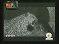 kotiya & babun peatiya (clip from atapattama)