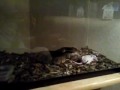snake vs mouse